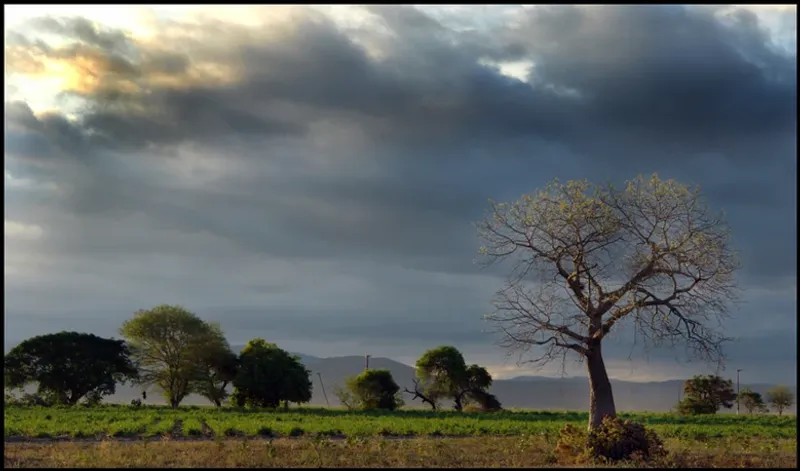 Paysage avec un arbre déraciné en Bolivie - Accès aux courtsmétrages documentaires de La Jetée Films