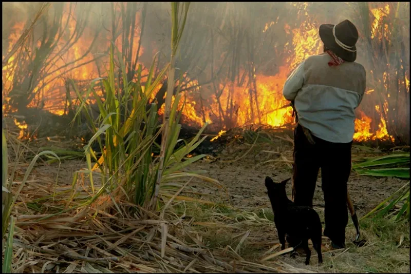 Chien noir gardien du feu - Accès aux longs-métrages documentaires de La Jetée Films